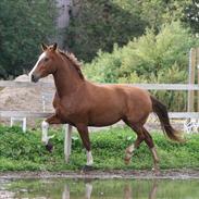 Frederiksborg Enghavens Merci