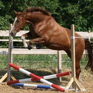 Frederiksborg Enghavens Merci