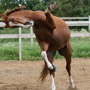 Frederiksborg Enghavens Merci