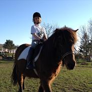 Islænder Sóti fra Nylund (Japur)