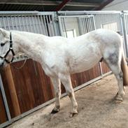 Anden særlig race Asterix