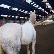 Anden særlig race Asterix