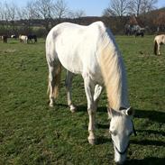 Anden særlig race Asterix