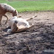 Fjordhest Enggaardens Bulder