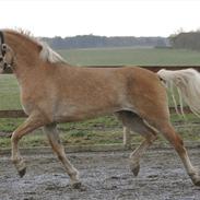 Haflinger My Fair Lady.SAVNET ;(