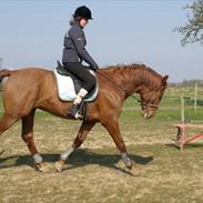 Anden særlig race Triton Oliver