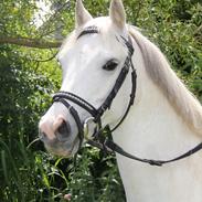 Anden særlig race Whisdom By Jazz