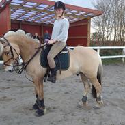 Fjordhest Hjelmqvist's Alto