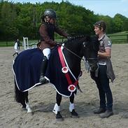 Welsh Pony af Cob-type (sec C) Little luke (The best<3)