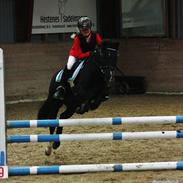 Welsh Pony af Cob-type (sec C) Little luke (The best<3)