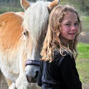 Haflinger Unikka Stald Friis