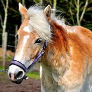 Haflinger Unikka Stald Friis