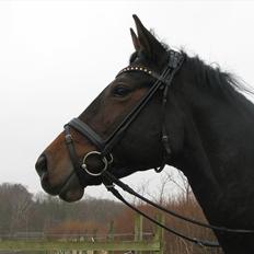 Dansk Varmblod Herizcha Grønvang BRDH