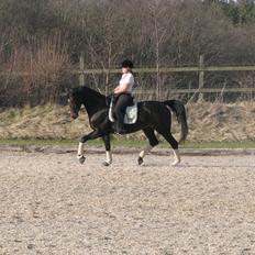 Dansk Varmblod Herizcha Grønvang BRDH