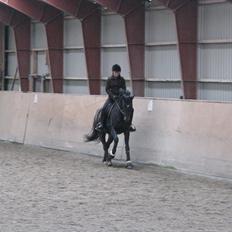 Dansk Varmblod Herizcha Grønvang BRDH