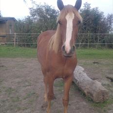 DSP Zacho's Zaciel (Bette-lort)