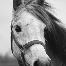 Hollandsk Sportspony Naomi