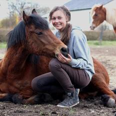 New Forest -Lilholdst Paloma [TheDreamHorse]