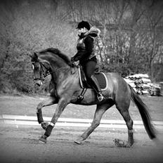 Dansk Varmblod La Donia