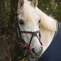 Anden særlig race Bianca.