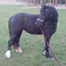 Welsh Pony af Cob-type (sec C) Queen Gabbi - SOLGT -