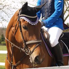 Hollandsk Varmblod Ruby's ursella