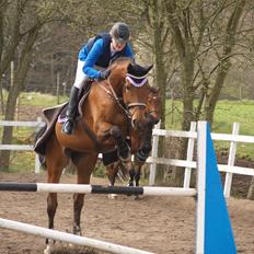 Hollandsk Varmblod Ruby's ursella