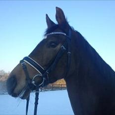 Palomino Holmevejens Zena - Tidligere hest