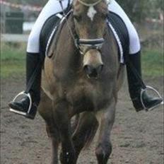 Palomino Holmevejens Zena - Tidligere hest