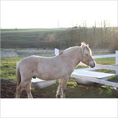 Fjordhest Solstiens Ask