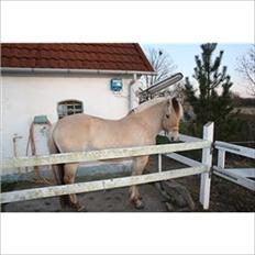 Fjordhest Solstiens Ask