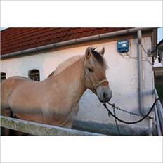 Fjordhest Solstiens Ask