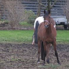 Arabisk fuldblod (OX) Spartacus ISA