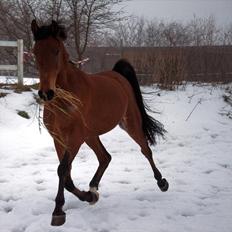 Arabisk fuldblod (OX) Spartacus ISA