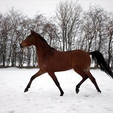 Arabisk fuldblod (OX) Spartacus ISA