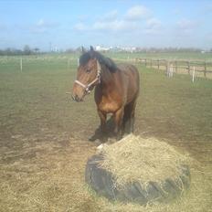 Anden særlig race Billy Joe