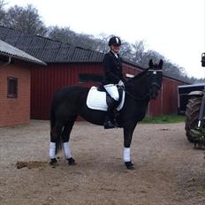 Anden særlig race "Beauty"