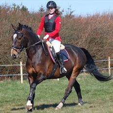 Anden særlig race A'strix