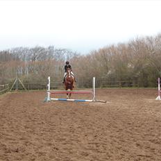 Dansk Varmblod Victor