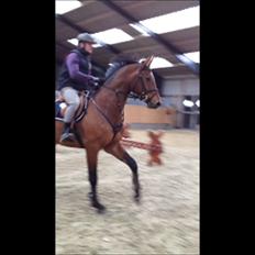 Dansk Varmblod Kraghedes Rosinante