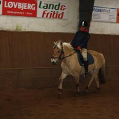 Fjordhest Toby [Har Redet]