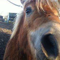 Shetlænder Sammy(Boy)<3