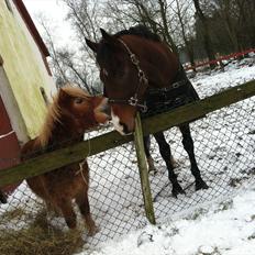 Shetlænder Sammy(Boy)<3