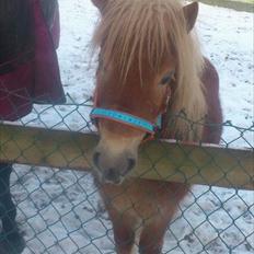 Shetlænder Sammy(Boy)<3