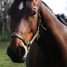 Anden særlig race Ariel