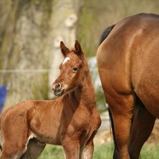Arabisk fuldblod (OX) Ferrari-B