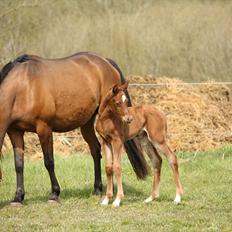 Arabisk fuldblod (OX) Ferrari-B