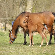 Arabisk fuldblod (OX) Ferrari-B