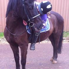 Anden særlig race Jeko Mini--Elsker dig!!