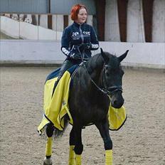 Anden særlig race Papin´s Laceour *R.I.P*